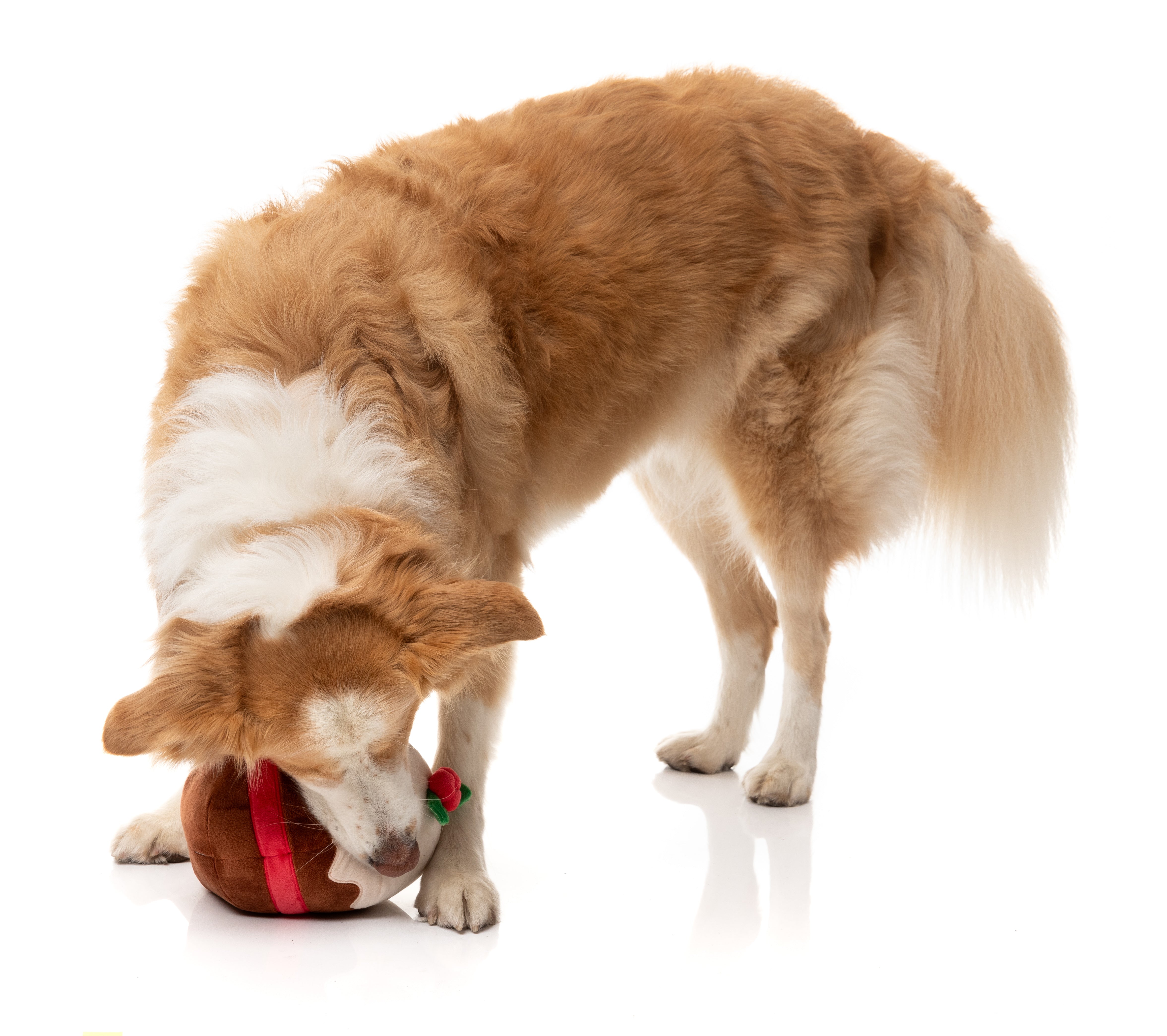 Merry Puddin' - Christmas - Dog Toy