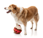 Merry Puddin' - Christmas - Dog Toy