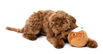 Hey Puddin' - Dog Toys