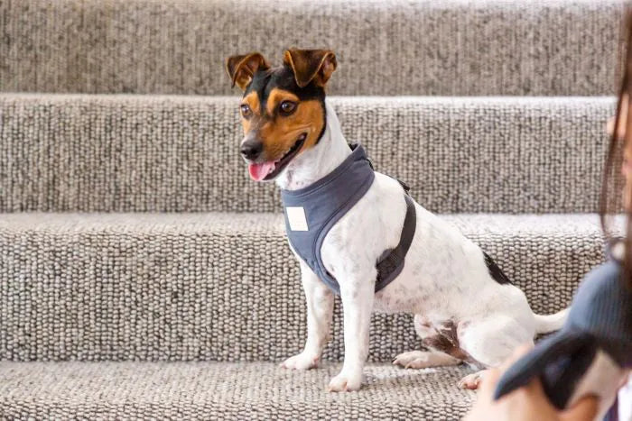 FuzzYard Life Harness - Myrtle Green