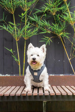 FuzzYard Life Corduroy Step In Harness - Slate Grey