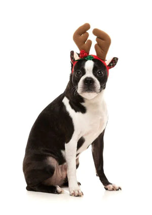 Reindeer Antlers - Dog Accesories - Christmas