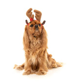 Reindeer Antlers - Dog Accesories - Christmas