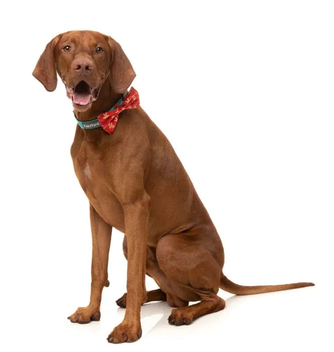 FuzzYard Christmas Bowtie - Naughty Ginger - L - Christmas