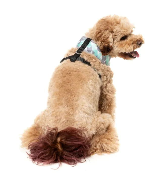 Mint Fizz - Dog Harness