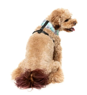 Mint Fizz - Dog Harness