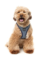 Thornbury - Aegean Blue - Dog Step In Harness
