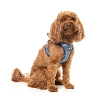 Thornbury - Aegean Blue - Dog Step In Harness