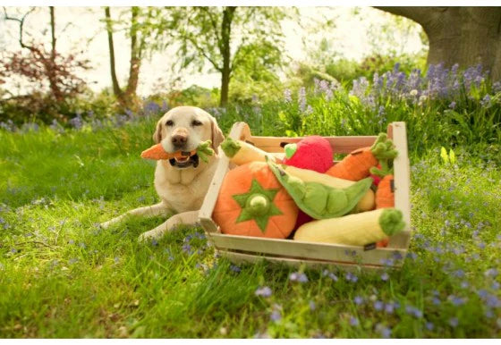 Garden Fresh Carrot