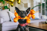 Party Animal - Balloon Dog Buddy