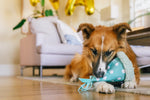 Party Animal - Yappy Party Hat