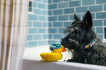 Splish Splash - Bubbles the Duck