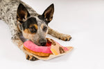 Pup Cup Cafe (Mini) Donut XS