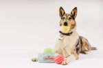 Pup Cup Cafe (Mini) Macarons XS