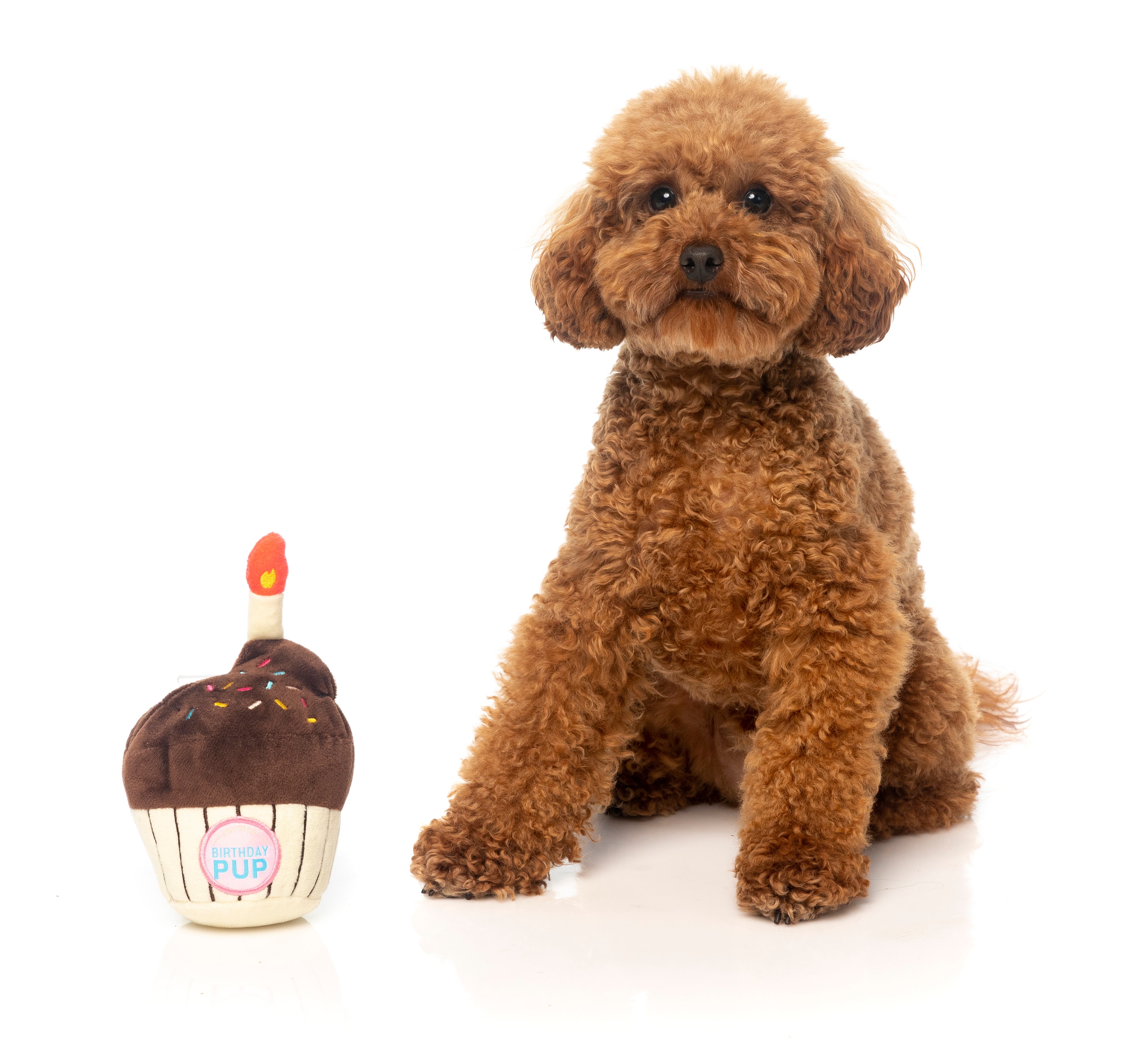Birthday Cupcake Dog Toy