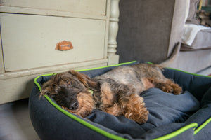 Urban Plush Lounge Bed
