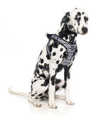 OK OK Step In Dog Harness