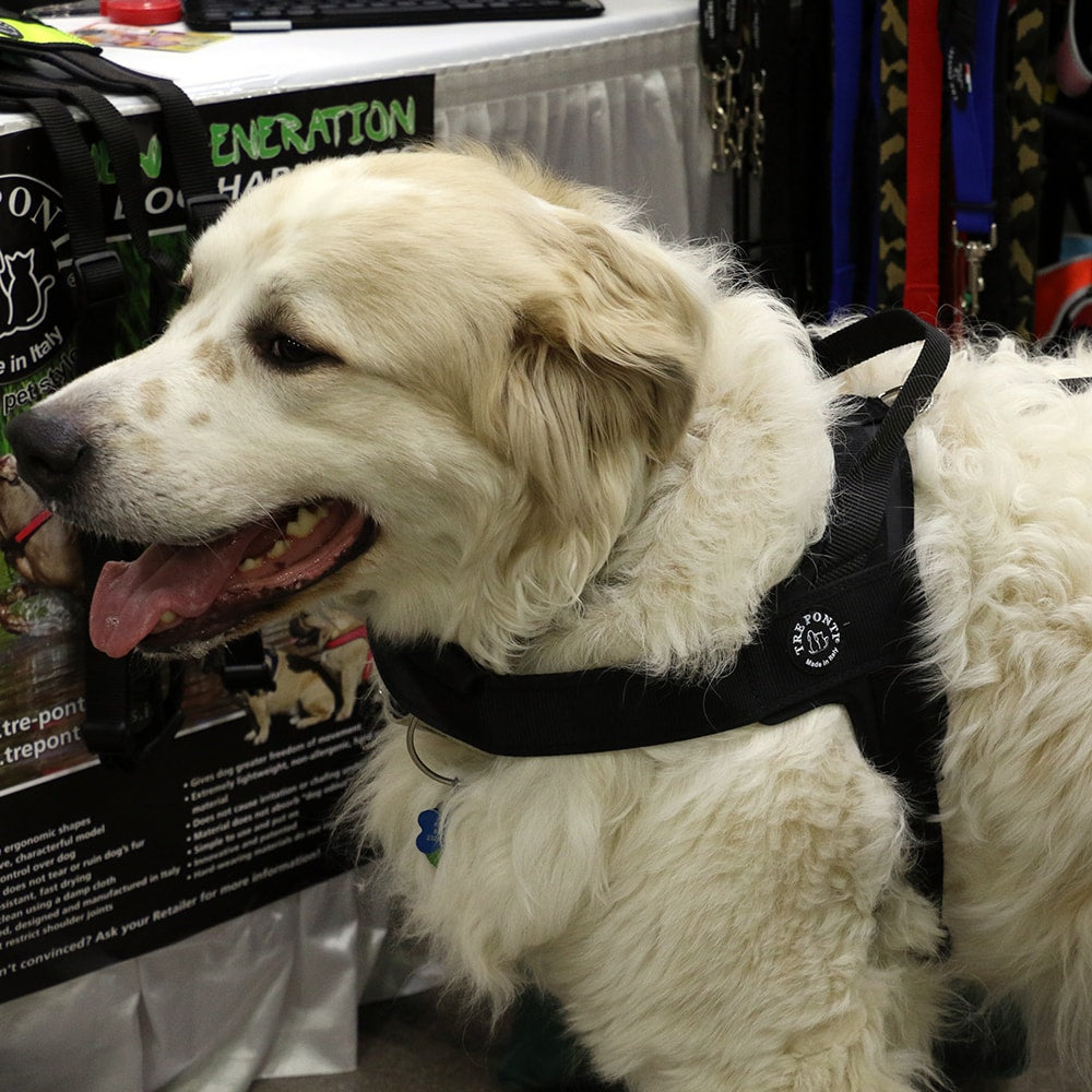 Primo Plus Harness With Handle Black Reflective Trim