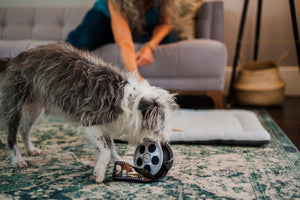 Hollywoof Movie Reel Dog Toy