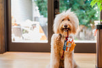 Canine Commute San Pup-cisco Cable Car Dog Toy
